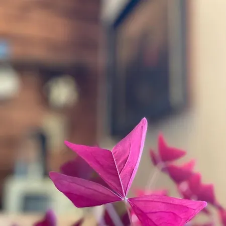 Semesterbostad The Seaside Retreat Abula