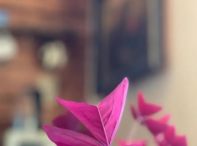 Dom wakacyjny The Seaside Retreat Abula